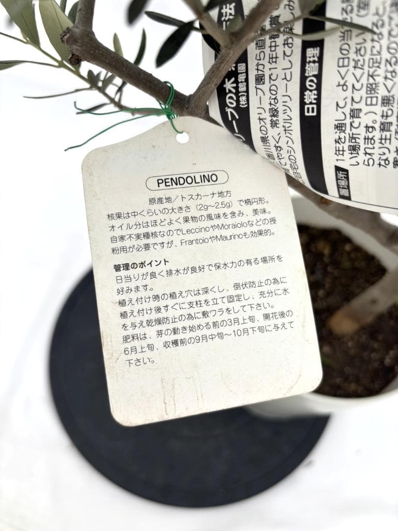 オリーブの木　ペンドリノ　10号　約160cm　K-339　現品掲載