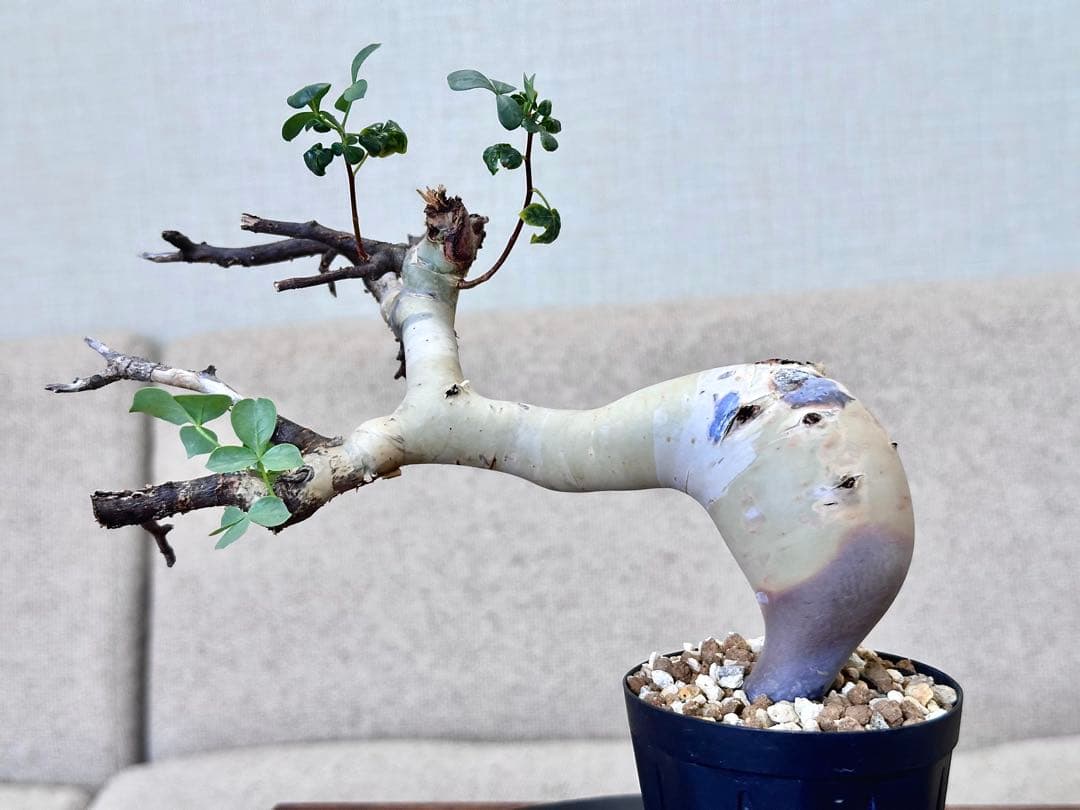 コミフォラ ピュアカタフ ソマリア産 コレクション 超美株