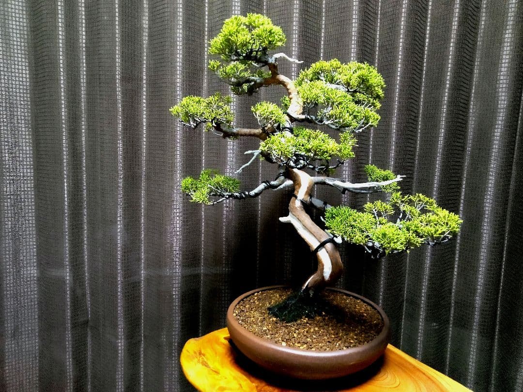 【中品　糸魚川真柏盆栽】　　　⭕幹曲抜群…新春セール❗ ★期間限定価格★