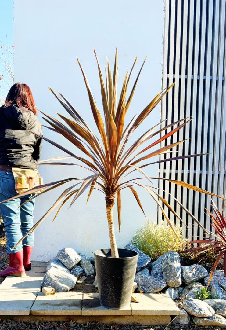 超大株！コルジリネ コーヒークラシック1.5M(鉢底から)期間限定セール☆品番E