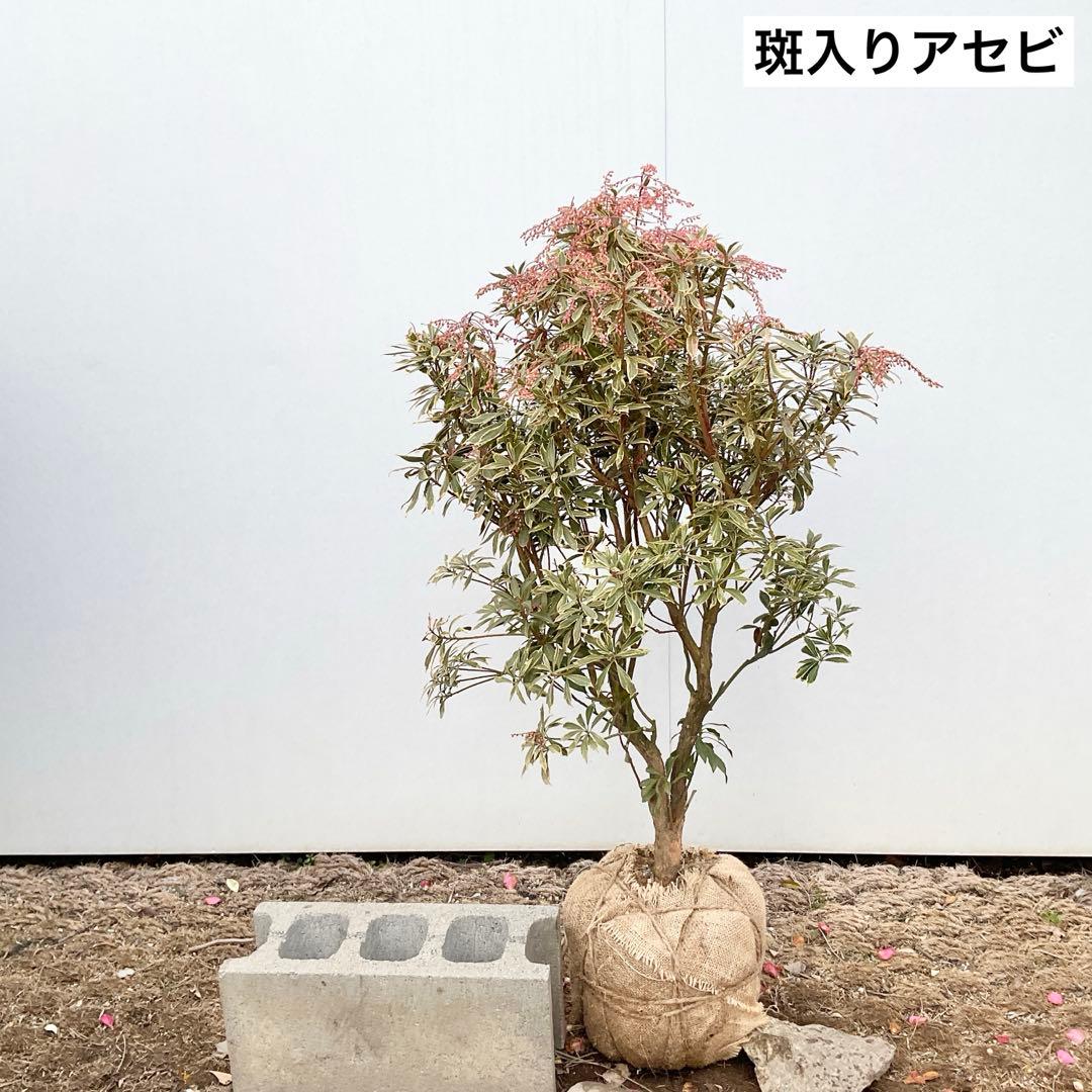 斑入りアセビ　/ 73