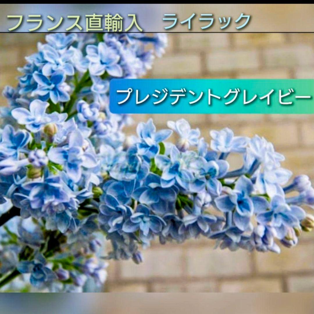 宿根【フランス直輸入】ライラック プレジデントグレイビー