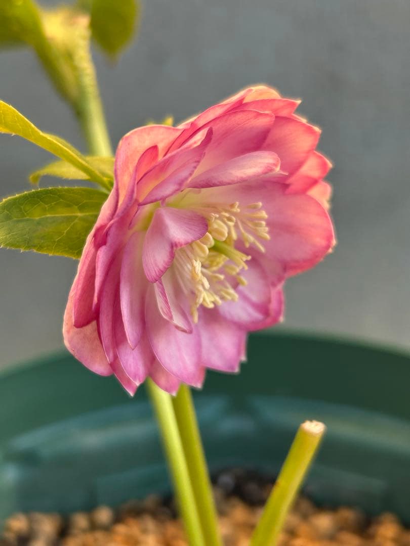 鉢付き　多弁系段咲きピンククリスマスローズ