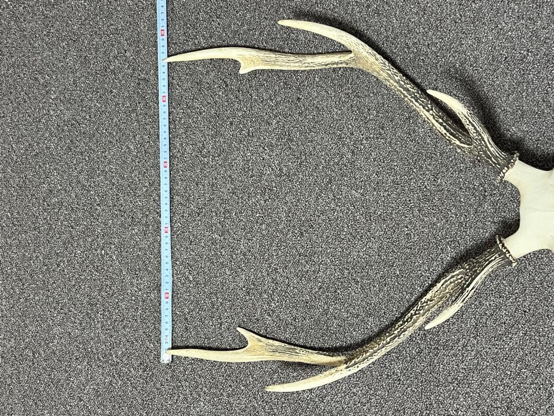 ニホンジカ 鹿の角 頭蓋骨 インテリア ハンティングトロフィー