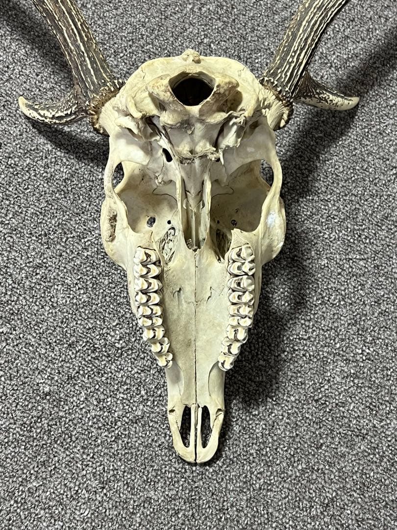 ニホンジカ 鹿の角 頭蓋骨 インテリア ハンティングトロフィー