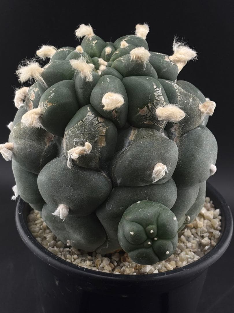 大疣鳥羽玉　ロフォフォラ　実生