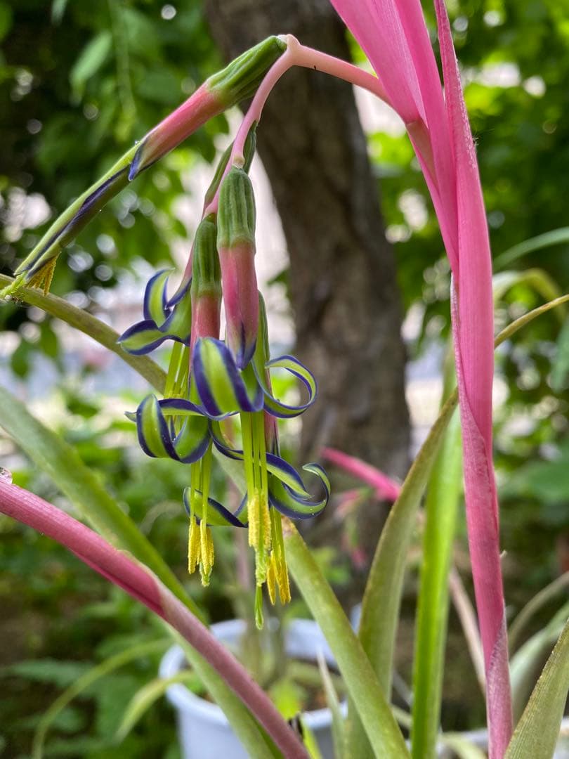 ヨウラクツツアナナス苗B