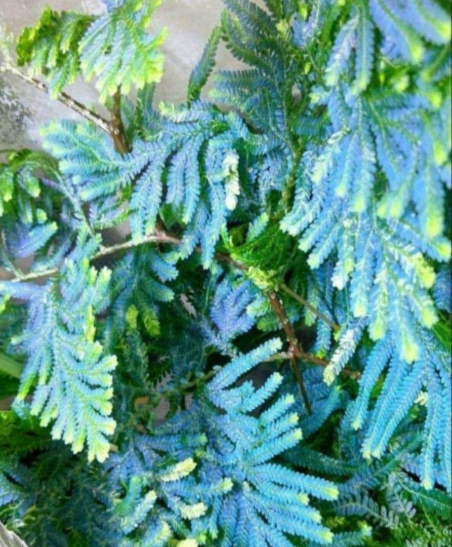 たわし様 リクエスト 4点 まとめ商品