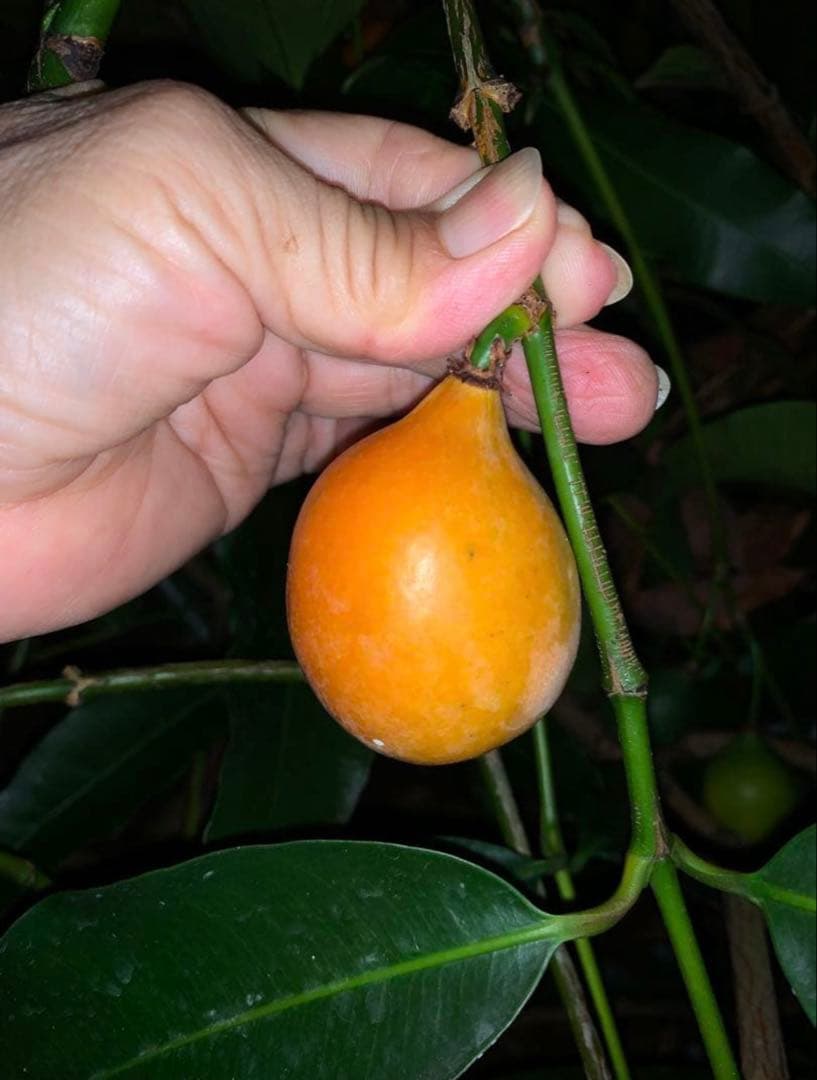 超希少 ボリビアンマンゴスチン　アチャチャイル　　接木苗木