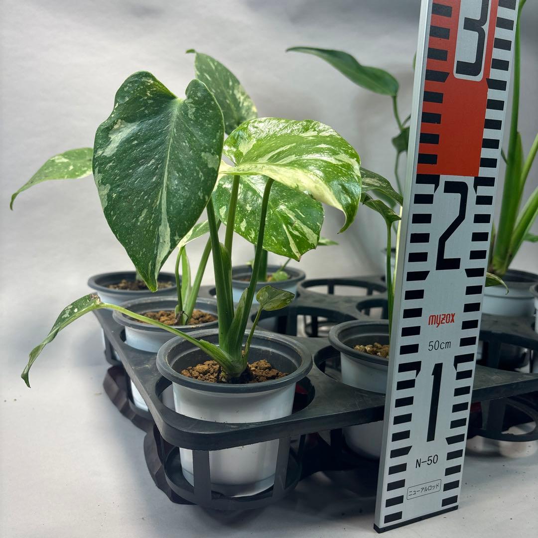 a17モンステラ・タイコンステレーション5株➕バールマルクスフレーム3株