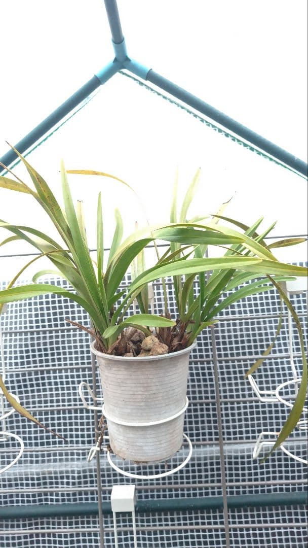 キンリョウヘン 金稜辺 1株