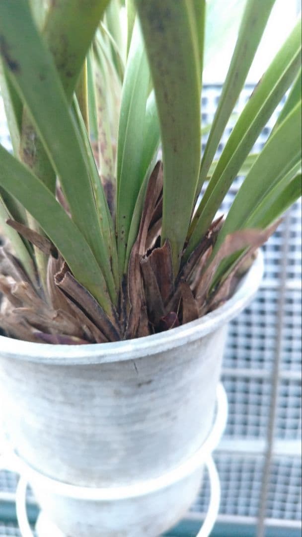 キンリョウヘン 金稜辺 1株