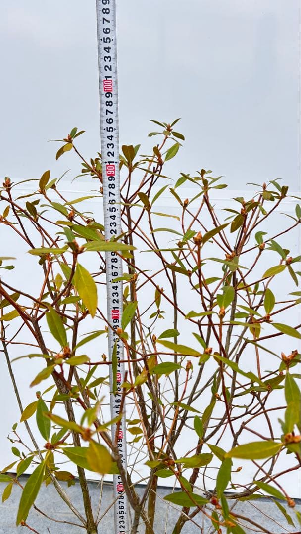 希少 良形の ハルイチバンツツジ 春一番ツツジ 722 樹高90cm位 躑躅