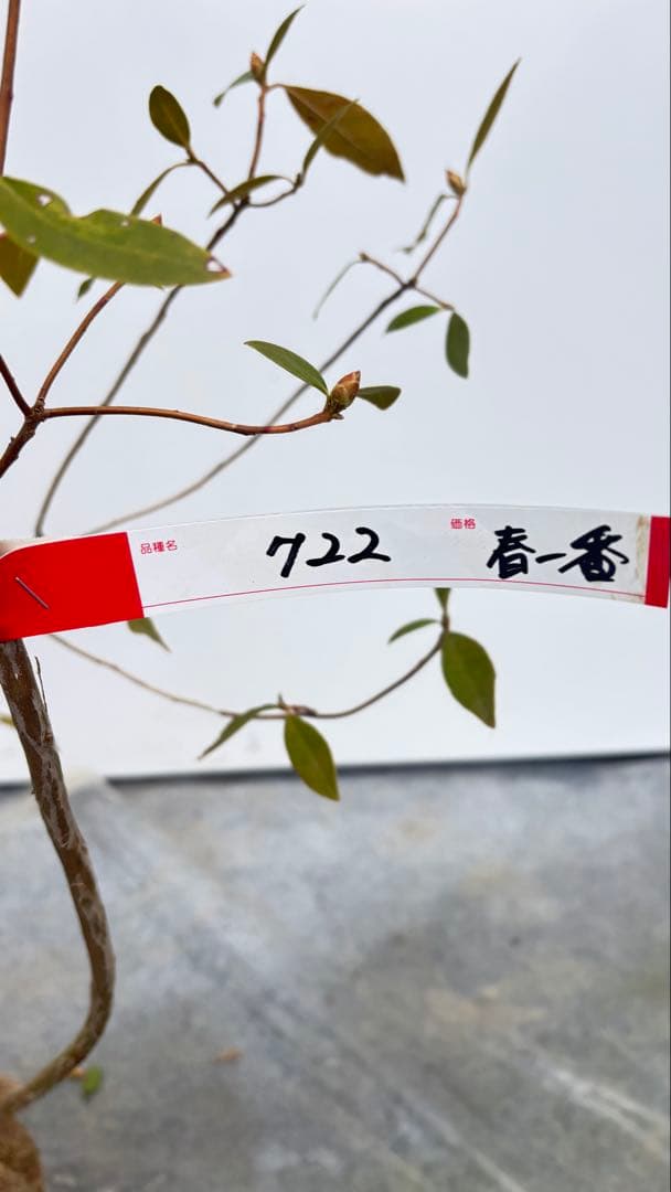 希少 良形の ハルイチバンツツジ 春一番ツツジ 722 樹高90cm位 躑躅