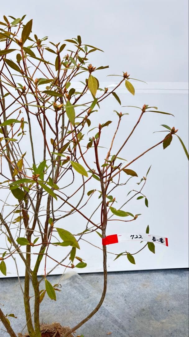 希少 良形の ハルイチバンツツジ 春一番ツツジ 722 樹高90cm位 躑躅