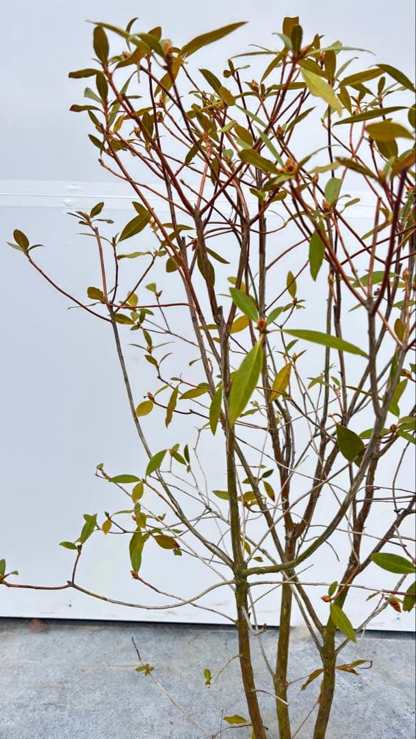 希少 良形の ハルイチバンツツジ 春一番ツツジ 722 樹高90cm位 躑躅