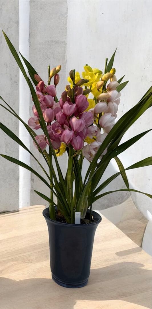 シンビジウム 切り花 寄せ集め 鉢物 ミックス