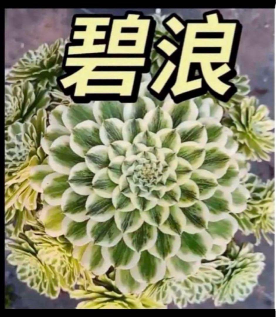 多肉植物❤️アエオニウム錦❤️ 青い波 ❤️碧浪❤️ 状態画像