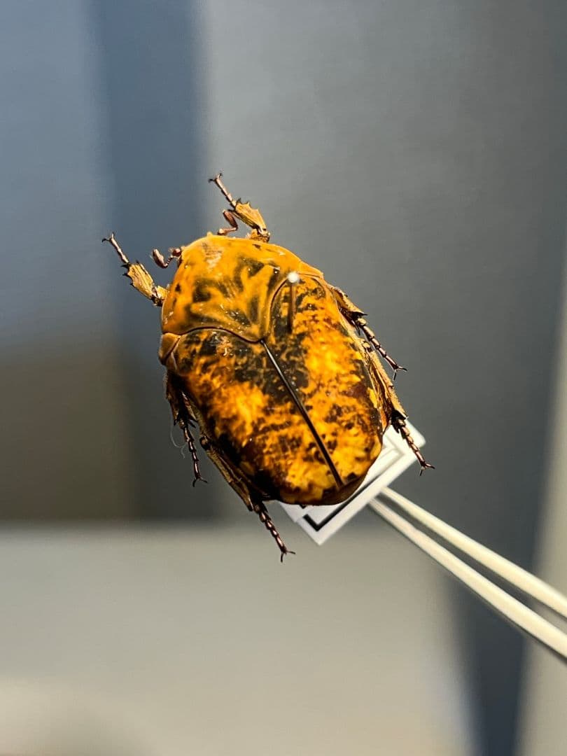 【マグマ】タイヨウアヤヒシムネハナムグリ 標本 カナブン プラチナコガネタマムシ