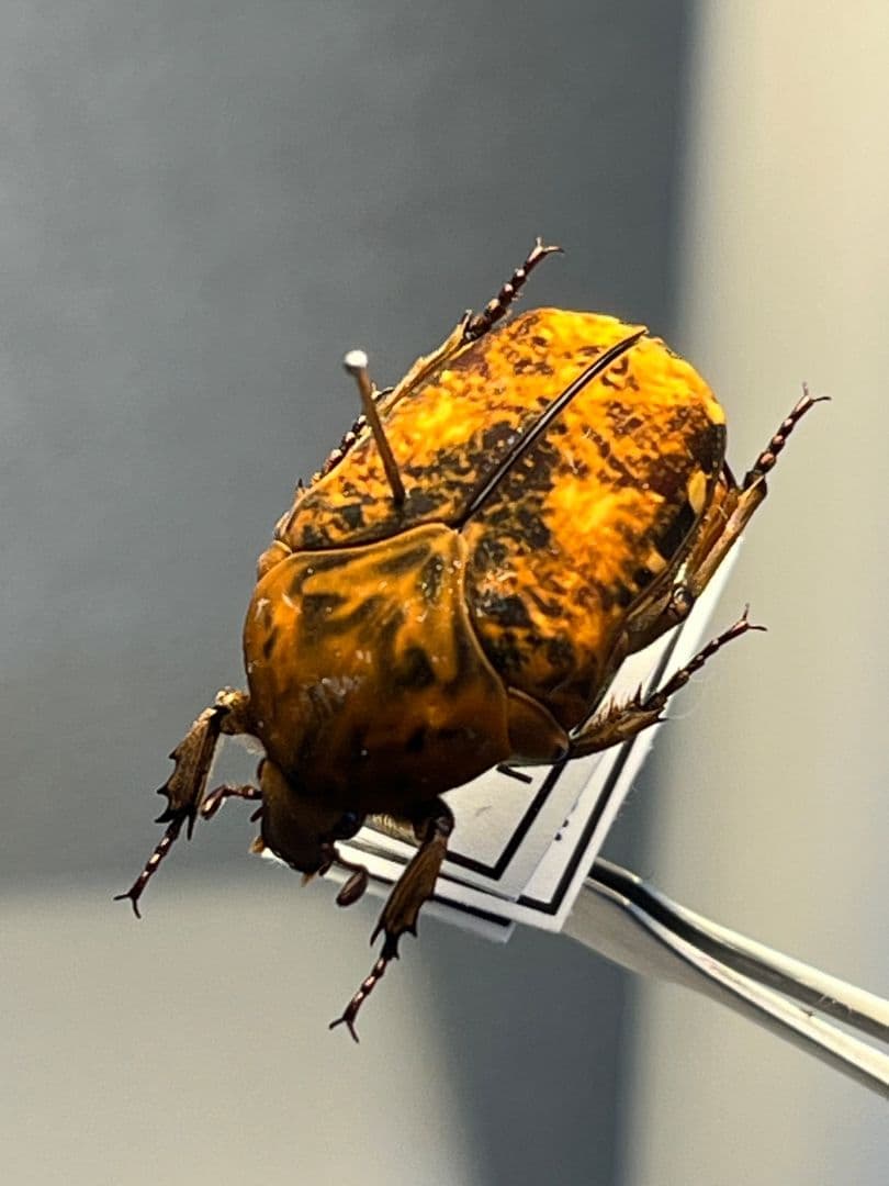 【マグマ】タイヨウアヤヒシムネハナムグリ 標本 カナブン プラチナコガネタマムシ