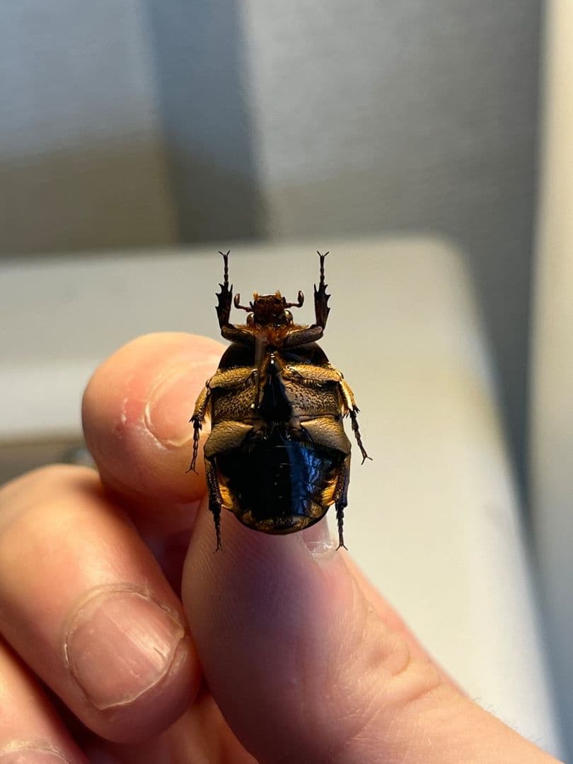 【マグマ】タイヨウアヤヒシムネハナムグリ 標本 カナブン プラチナコガネタマムシ