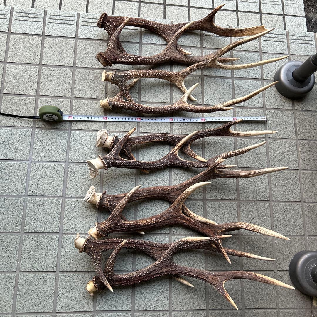 ニホンジカの角 5組 10本 インテリア用品