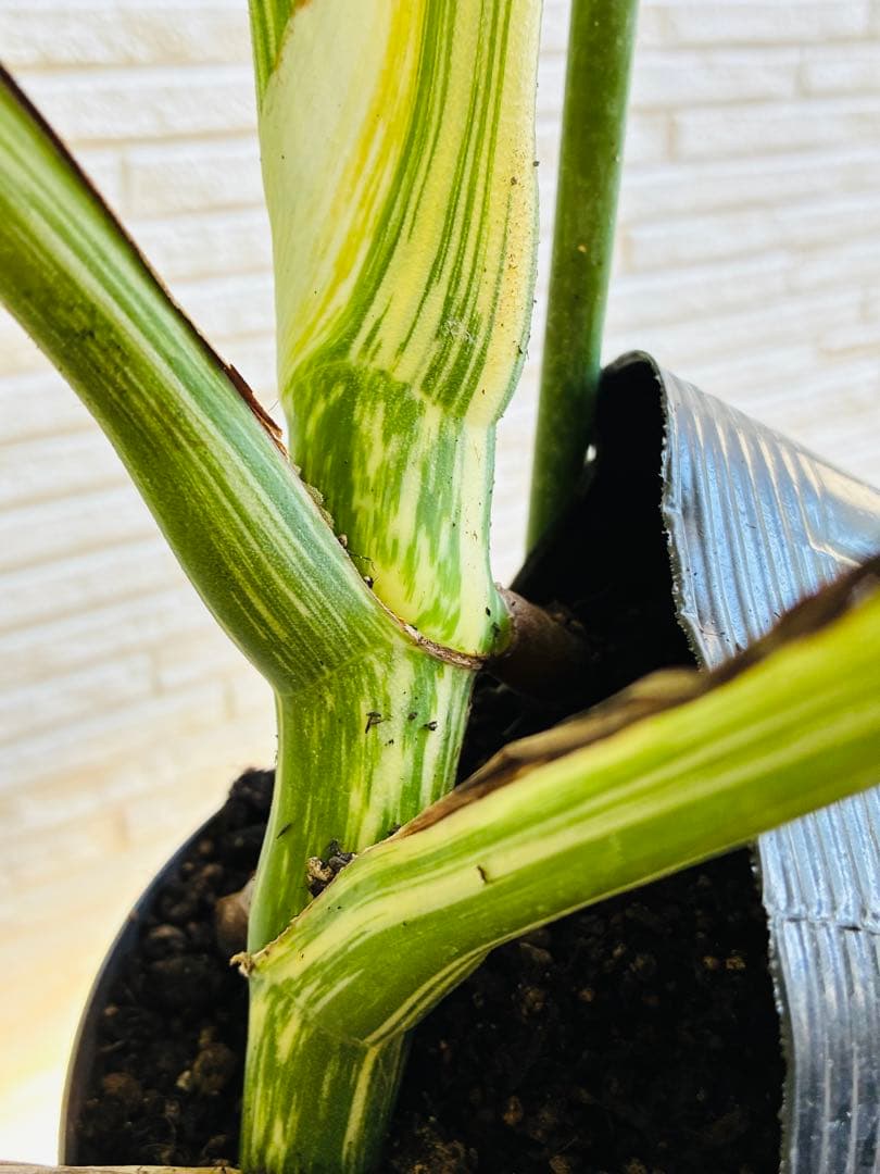 【美株】モンステラ ボルシギアナ ホワイトタイガー 斑入り