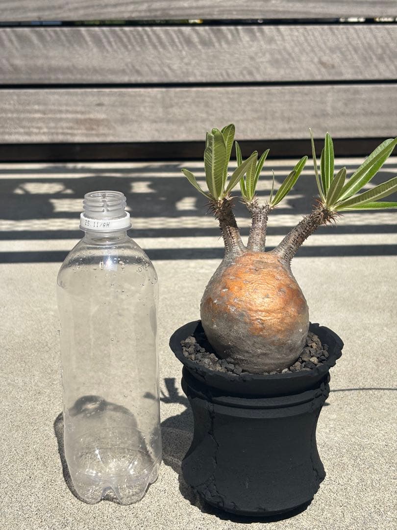 グラキリス 現地球 発根済み F.I.P鉢