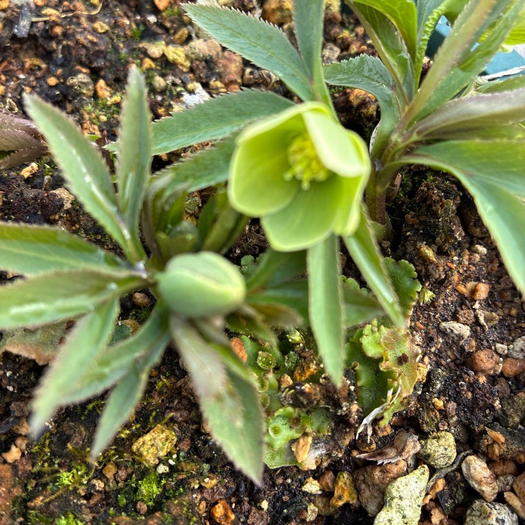 （11）クリスマスローズ　原種　白抜け　デュメトラム　７寸