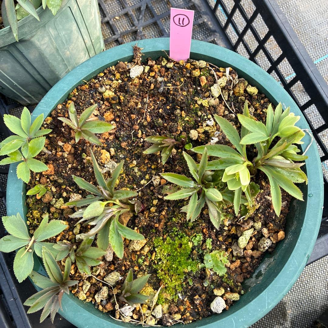 （11）クリスマスローズ　原種　白抜け　デュメトラム　７寸