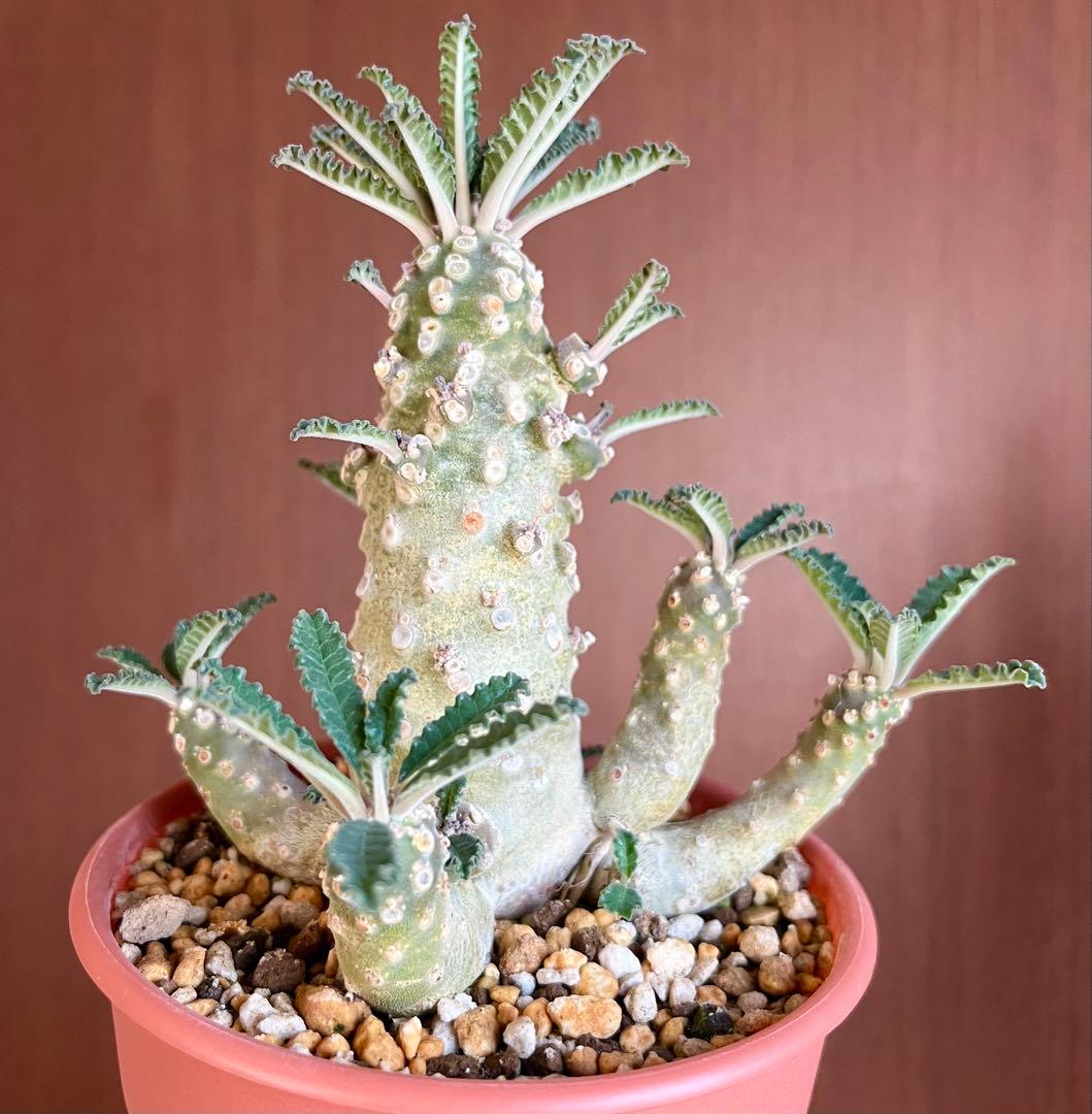 【レア/塊根植物】ドルステニア ラブラニー オス株（大株）鉢植え ①