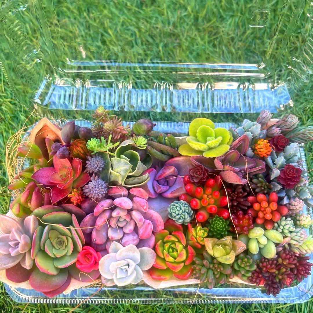 多肉寄せ植えセット