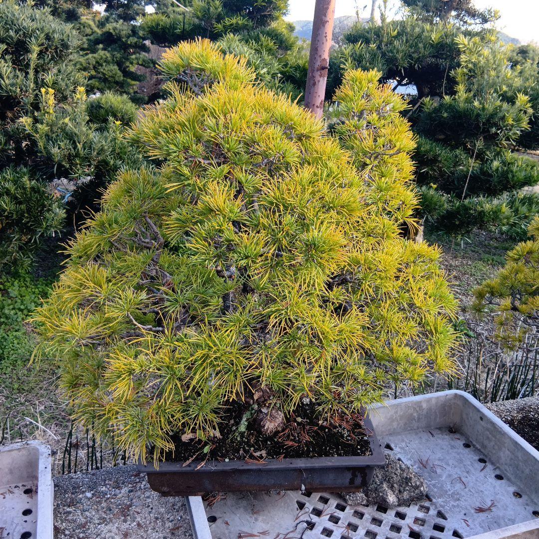 五葉松（かなり年数持ち込み古い）