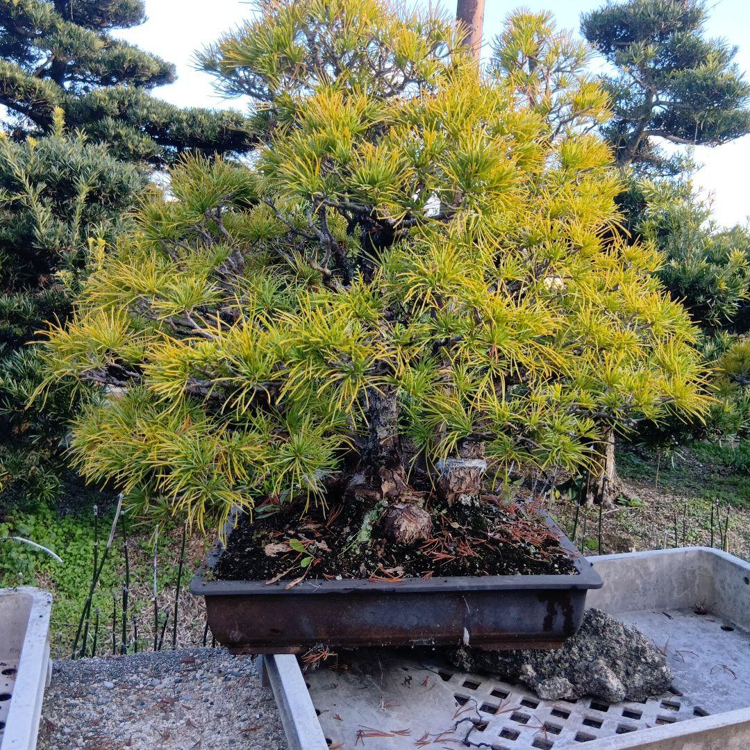 五葉松（かなり年数持ち込み古い）