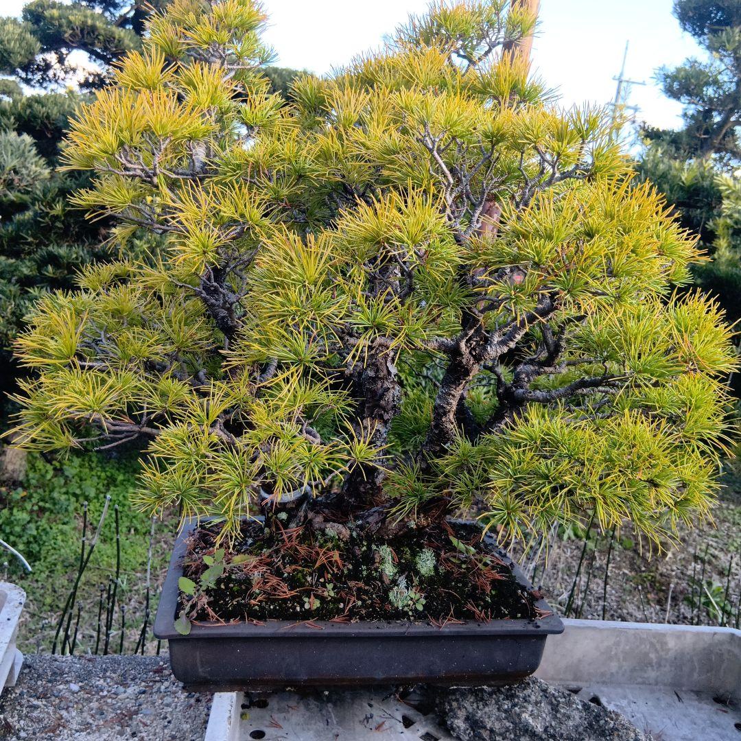 五葉松（かなり年数持ち込み古い）