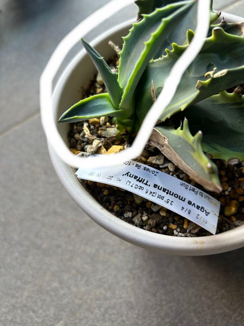 アガベ　モンタナ　ティファニー