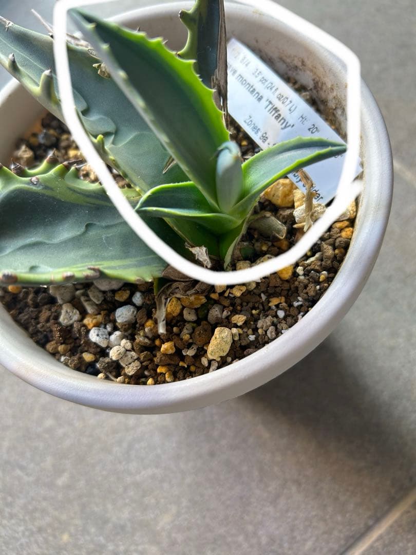 アガベ　モンタナ　ティファニー