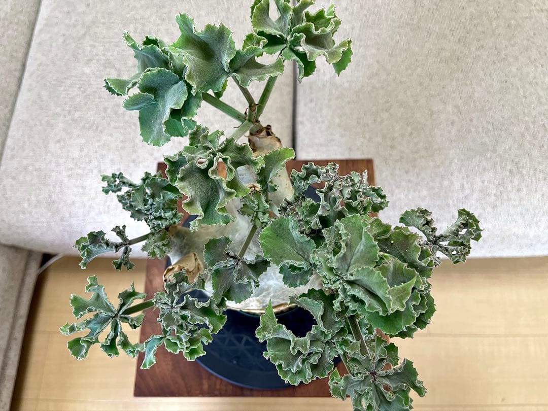 キフォステンマ マクロプス 良形