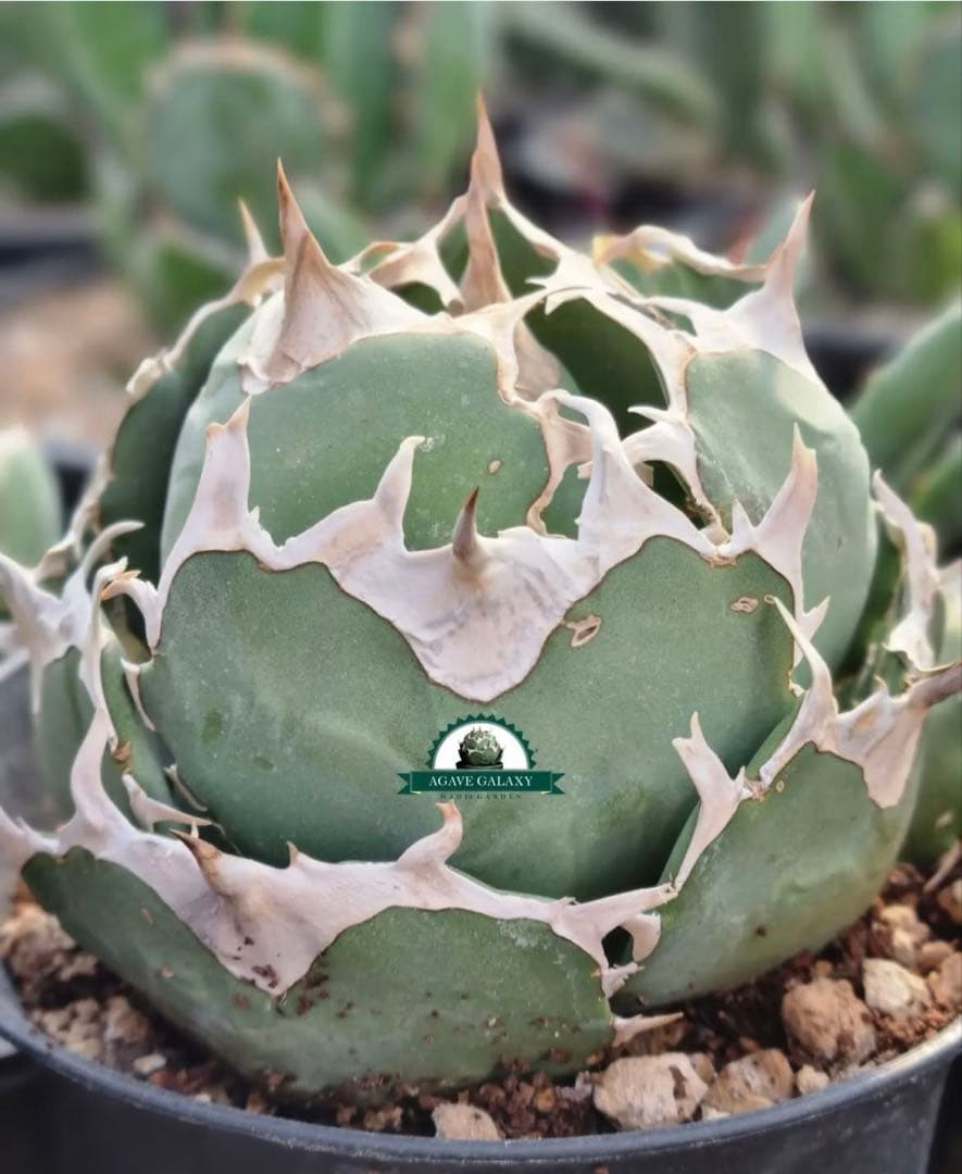 アガベ　チタノタ　マッドボール