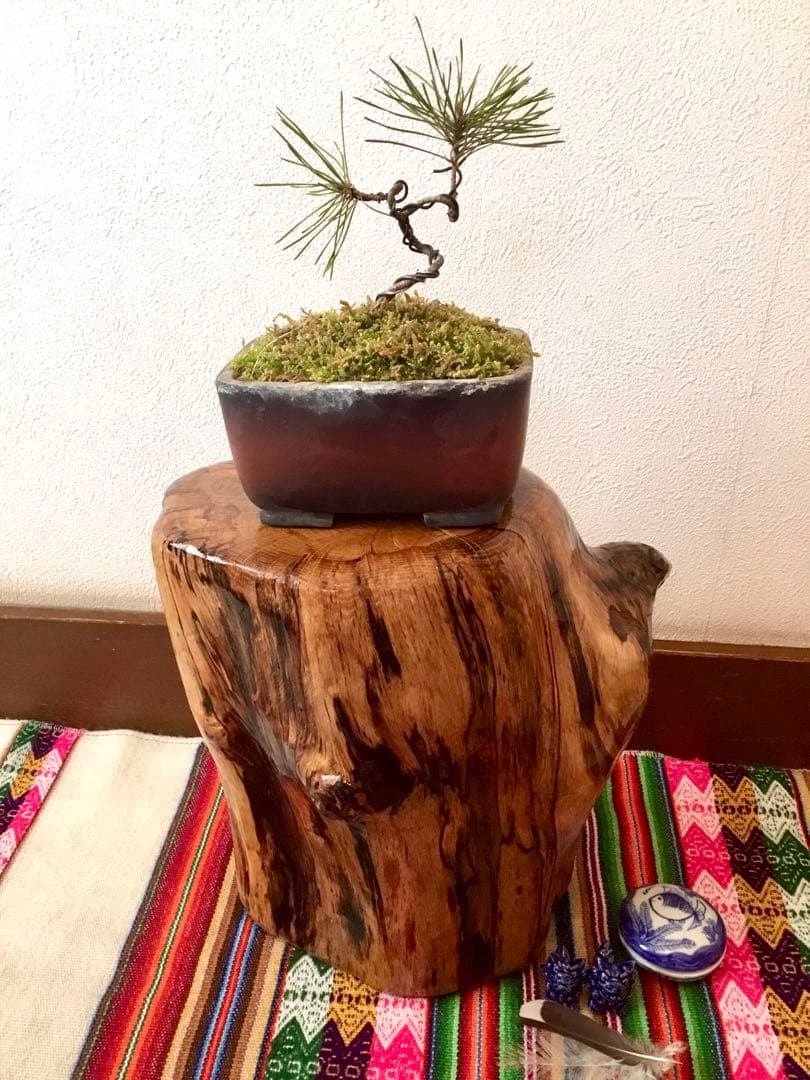 盆栽/天然赤松/里山自生の赤松で丁寧に作りました