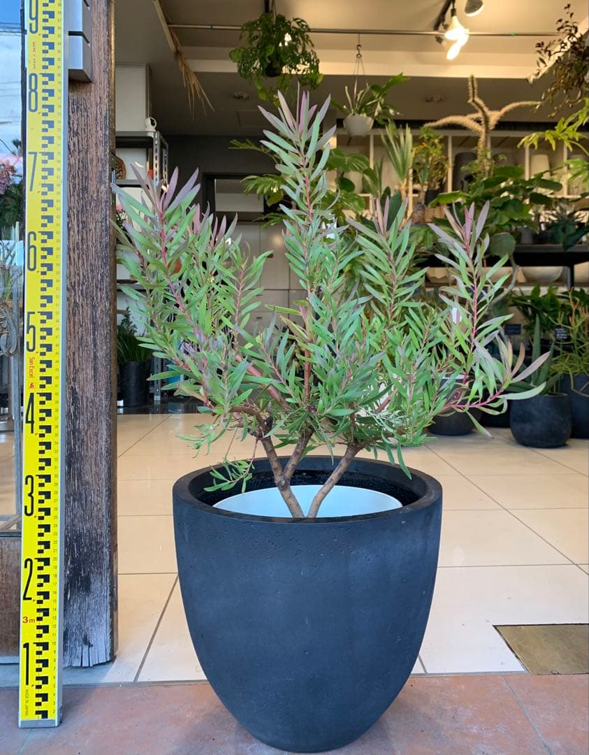 リューカデンドロン インカゴールド ファイバー鉢