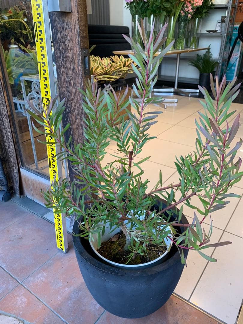 リューカデンドロン インカゴールド ファイバー鉢