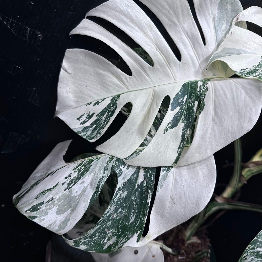 草*ん様 斑入りモンステラ ホワイトタイガー極美大株67cm白斑多