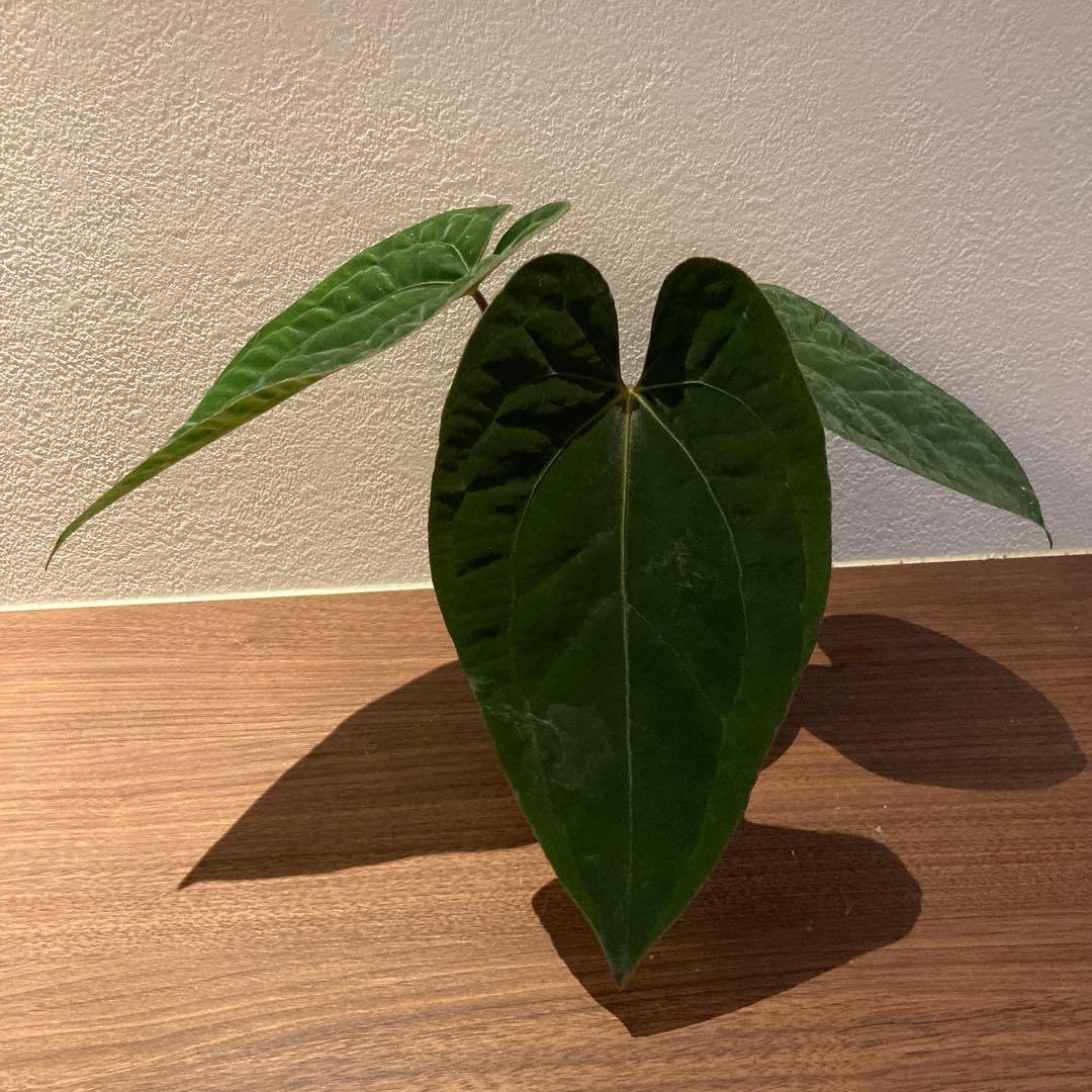 アンスリウム　ハイブリッド