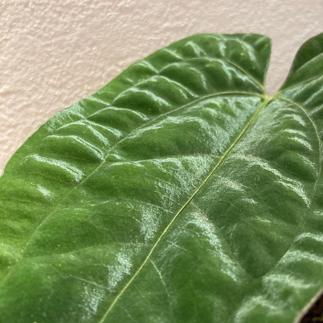 アンスリウム　ハイブリッド