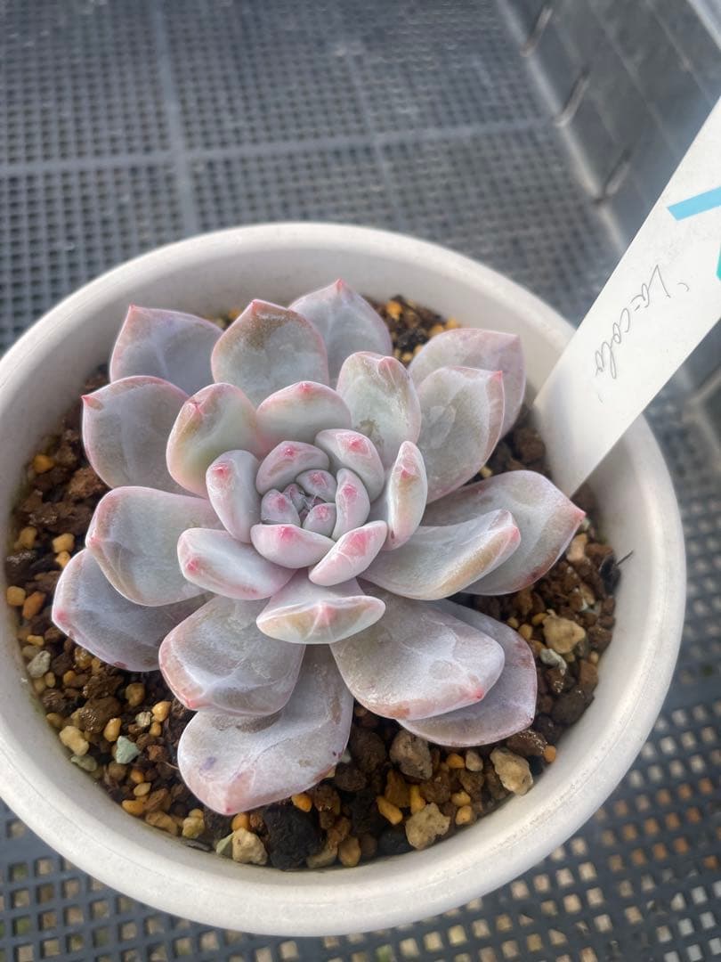 サボテン相談室 La-colo ラコロ 札付き 鉢ごと発送