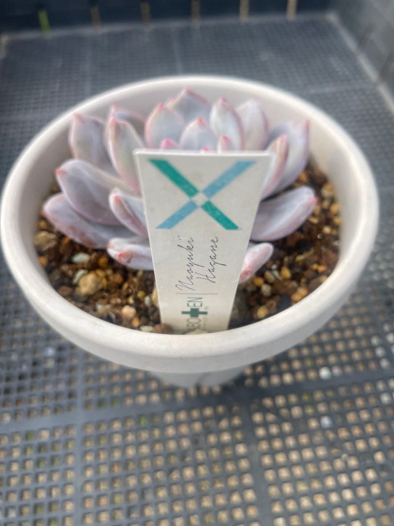 サボテン相談室 La-colo ラコロ 札付き 鉢ごと発送