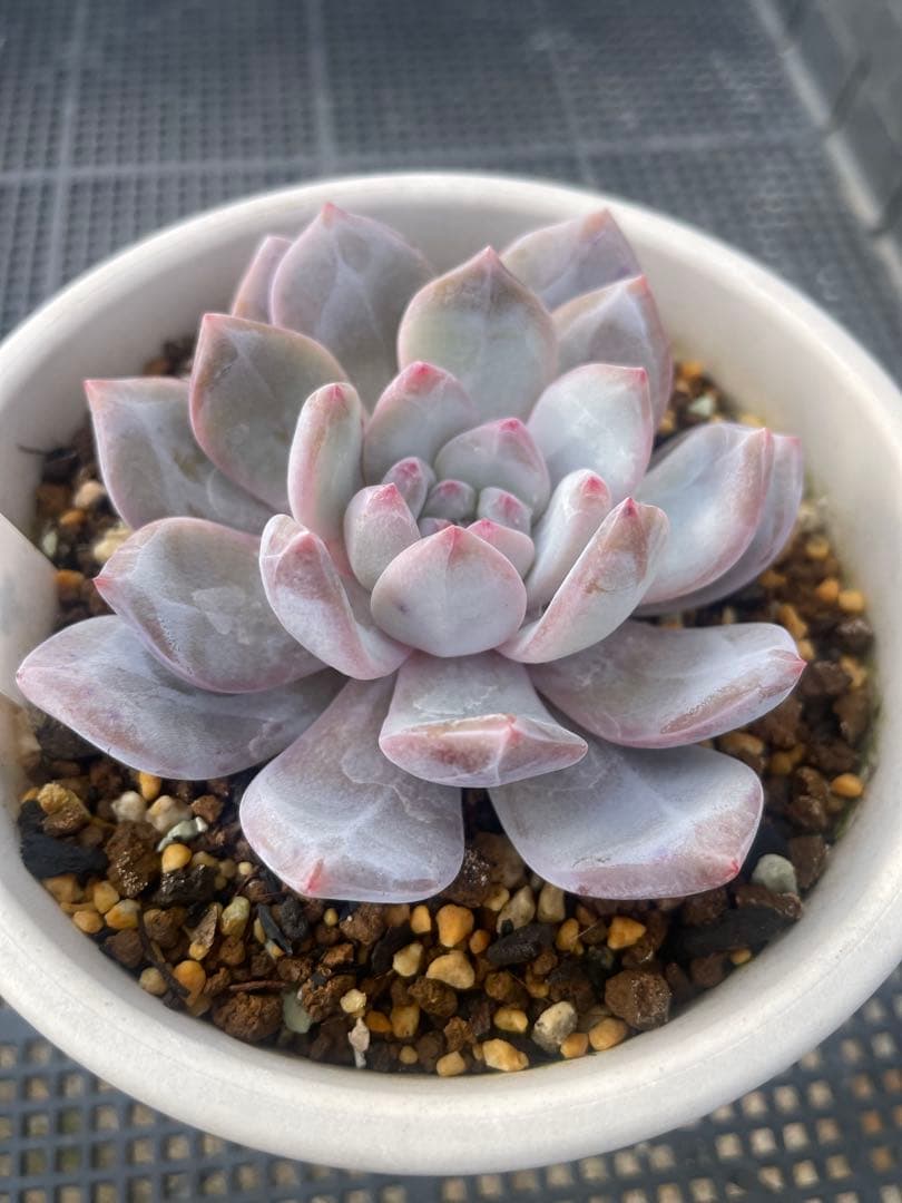 サボテン相談室 La-colo ラコロ 札付き 鉢ごと発送