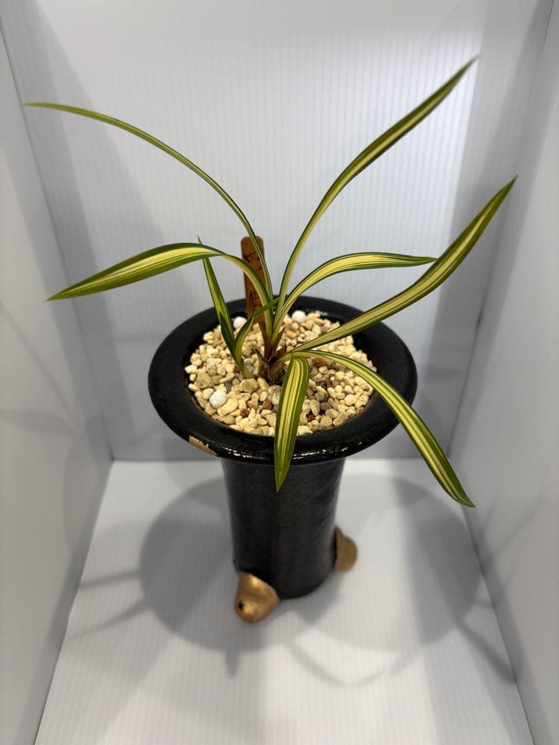 春蘭　韓国春蘭　四天王　No.1