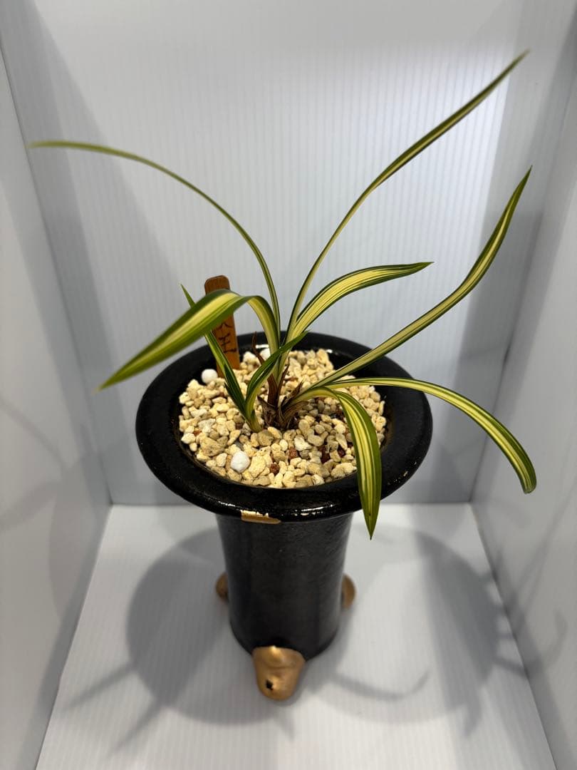 春蘭　韓国春蘭　四天王　No.1